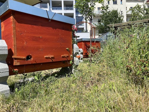 Wildblumen und Bienen