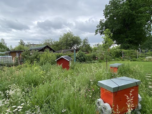 Juni 2021 - Wildblumen und Bienen
